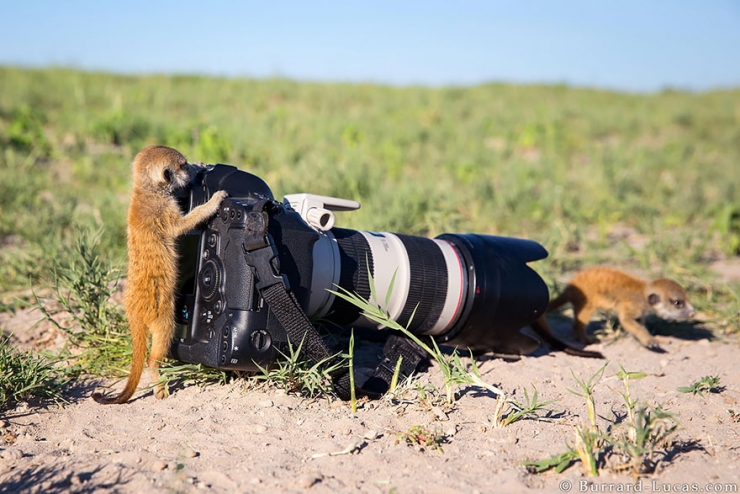 Illustration de l'article : Quand les animaux s'intéressent de très près à la photographie (19 photos)