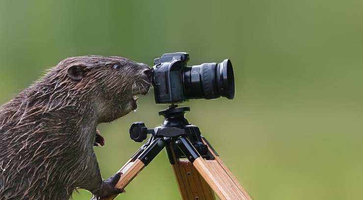 Illustration de l'article : Quand les animaux s'intéressent de très près à la photographie (19 photos)