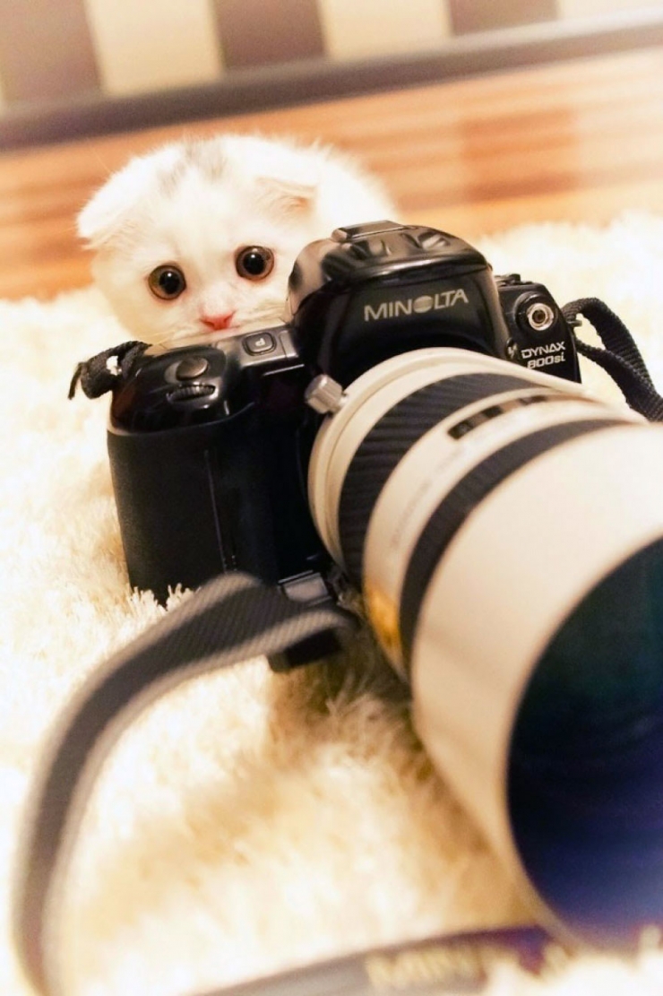 Illustration de l'article : Quand les animaux s'intéressent de très près à la photographie (19 photos)