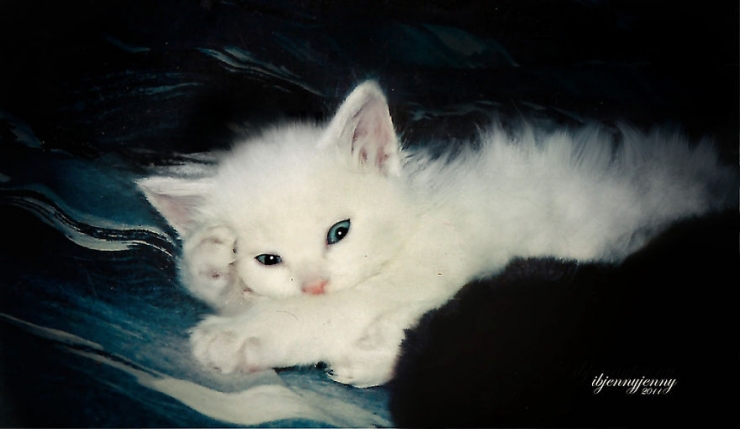 Illustration de l'article : C'est grâce à ce chaton sourd qu'une maman a pu surmonter le terrible drame qu'elle a vécu