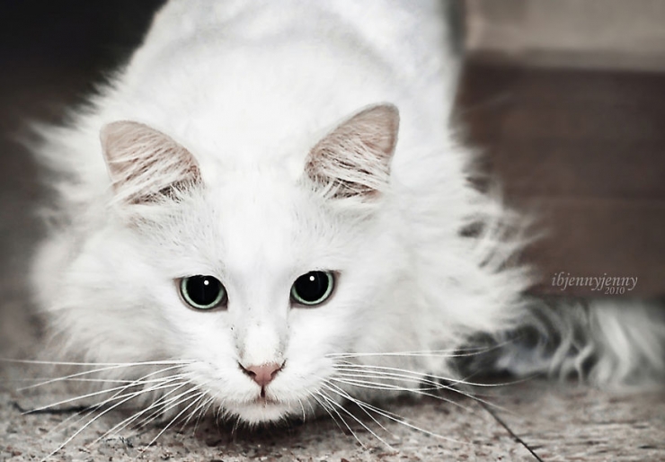 Illustration de l'article : C'est gr&acirc;ce &agrave; ce chaton sourd qu'une maman a pu surmonter le terrible drame qu'elle a v&eacute;cu