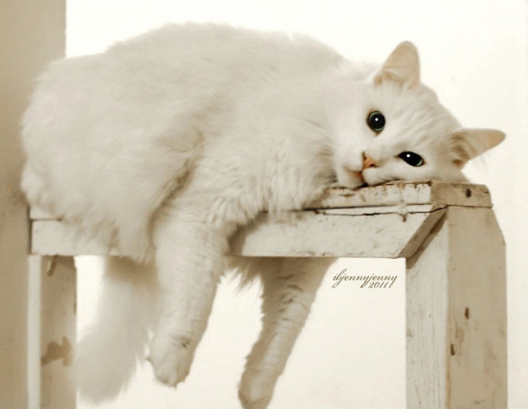 Illustration de l'article : C'est grâce à ce chaton sourd qu'une maman a pu surmonter le terrible drame qu'elle a vécu