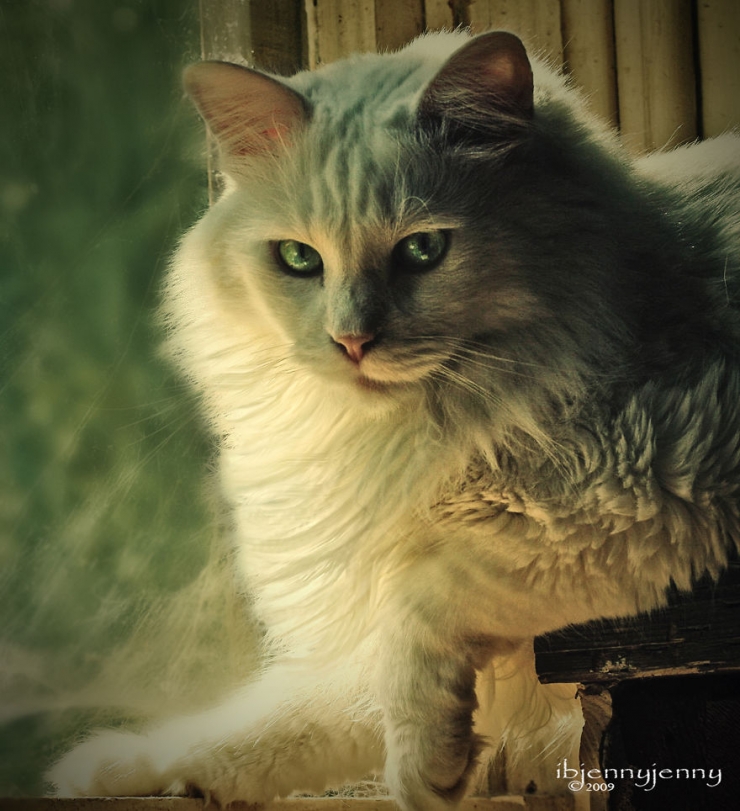 Illustration de l'article : C'est grâce à ce chaton sourd qu'une maman a pu surmonter le terrible drame qu'elle a vécu