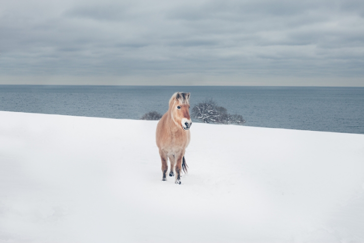 Illustration de l'article : L'accident de cheval survenu durant son enfance aurait d&ucirc; le traumatiser &agrave; vie. C'est tout le contraire qui s'est pass&eacute;
