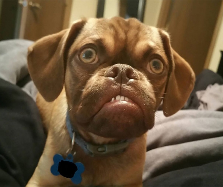 Illustration de l'article : Après Grumpy Cat, faites connaissance avec Grumpy Dog