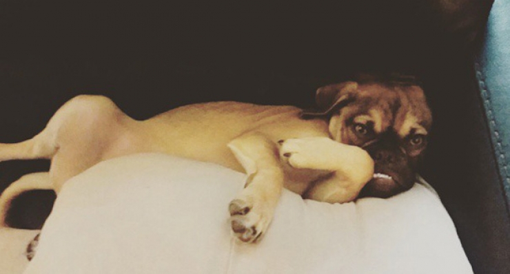 Illustration de l'article : Après Grumpy Cat, faites connaissance avec Grumpy Dog