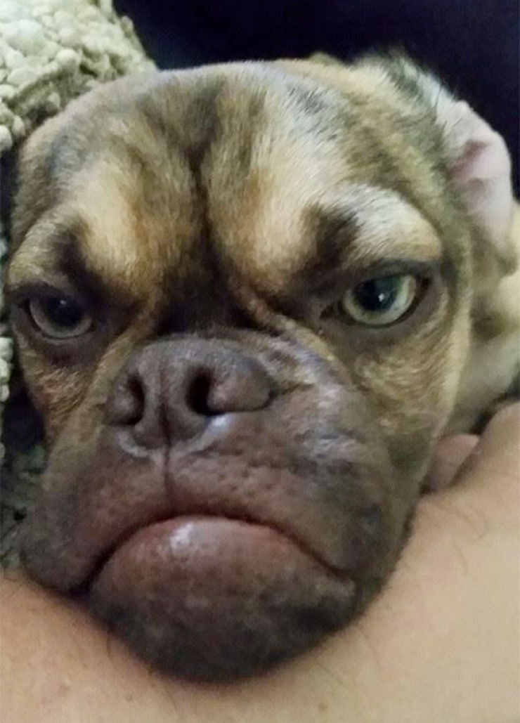 Illustration de l'article : Après Grumpy Cat, faites connaissance avec Grumpy Dog