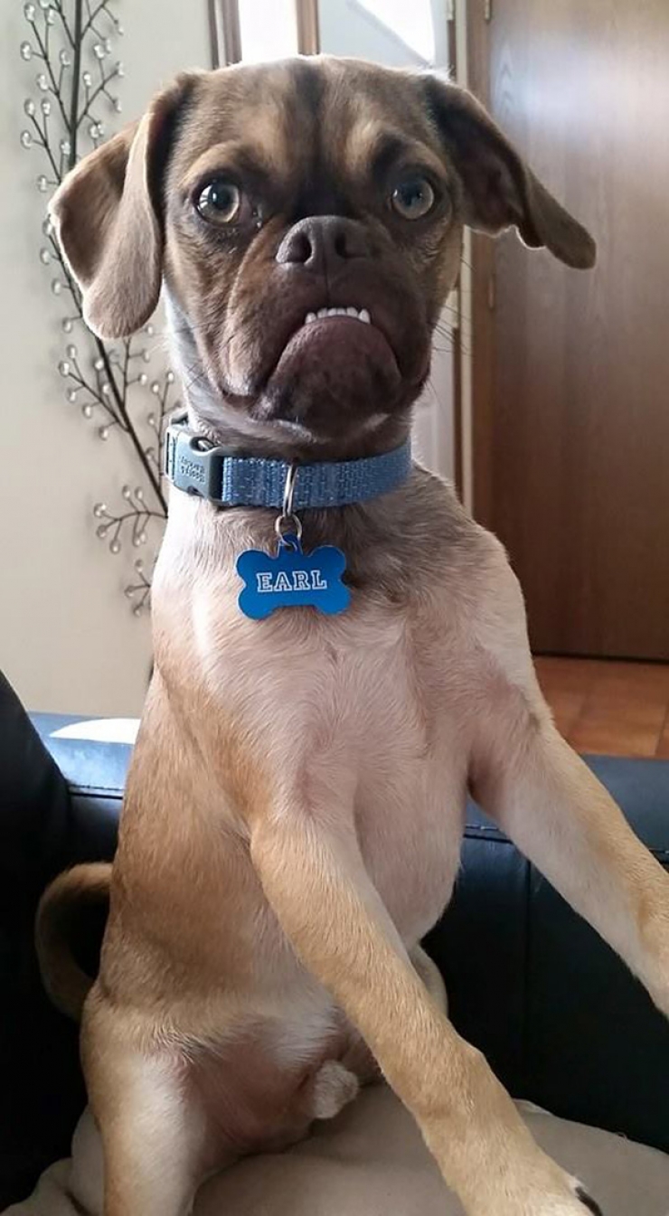 Illustration de l'article : Après Grumpy Cat, faites connaissance avec Grumpy Dog