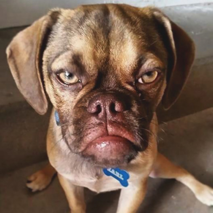 Illustration de l'article : Après Grumpy Cat, faites connaissance avec Grumpy Dog