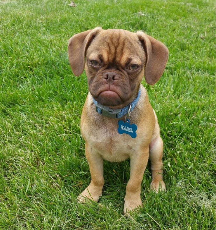 Illustration de l'article : Après Grumpy Cat, faites connaissance avec Grumpy Dog
