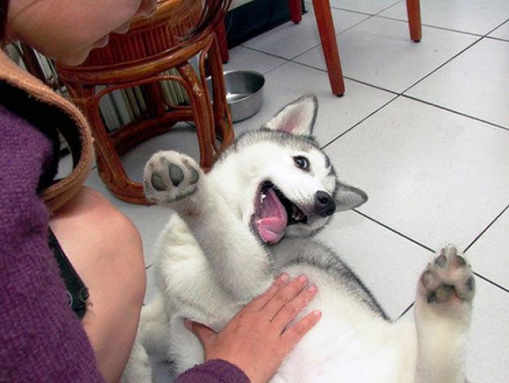 Illustration de l'article : 22 photos d'animaux qui adorent &ecirc;tre caress&eacute;s sur le ventre