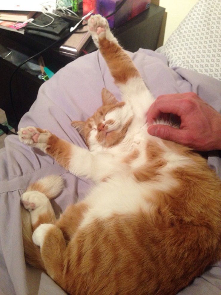 Illustration de l'article : 22 photos d'animaux qui adorent &ecirc;tre caress&eacute;s sur le ventre