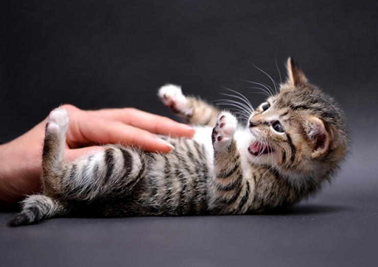 Illustration de l'article : 22 photos d'animaux qui adorent &ecirc;tre caress&eacute;s sur le ventre