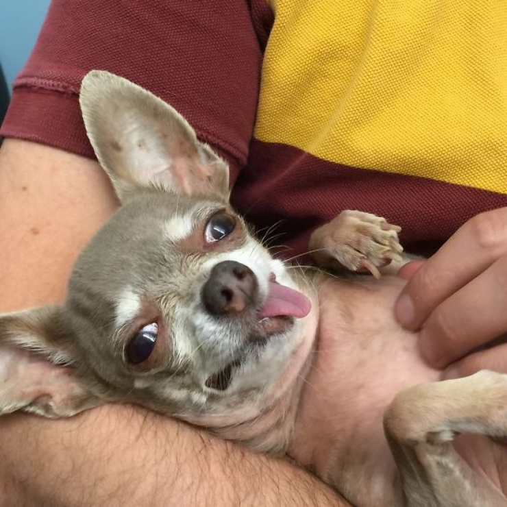 Illustration de l'article : 22 photos d'animaux qui adorent &ecirc;tre caress&eacute;s sur le ventre