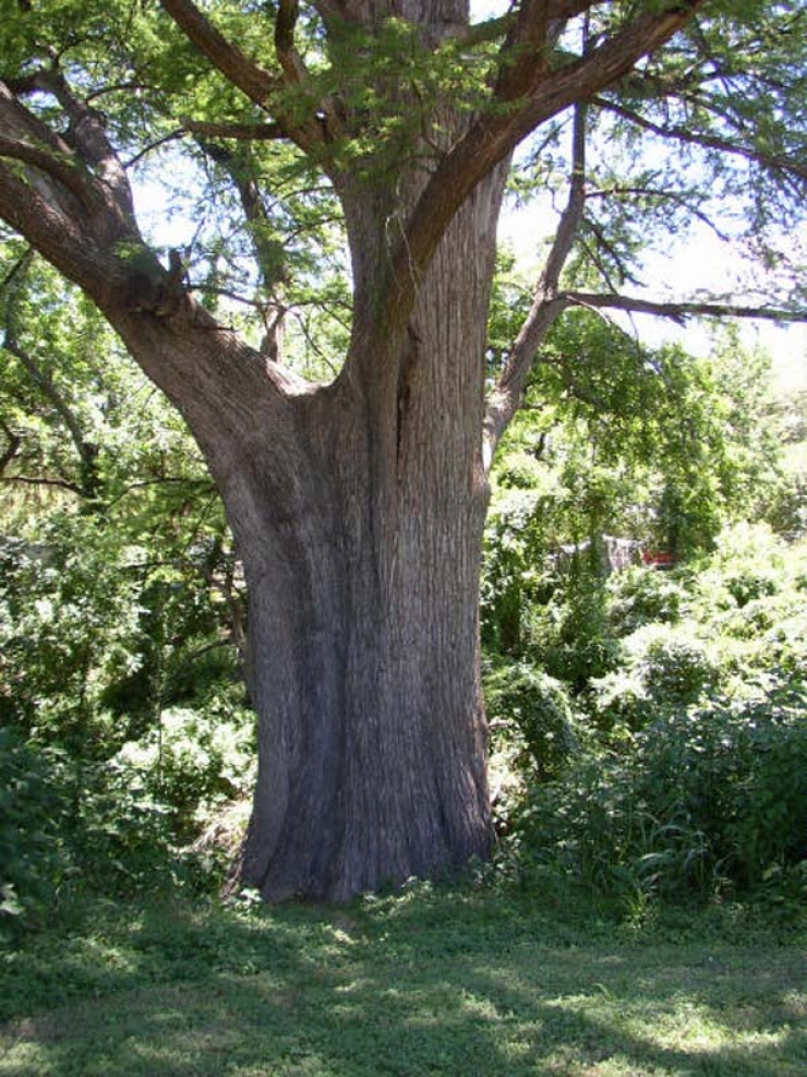 Illustration de l'article : Les Chinois d&eacute;cident d'exposer le coeur de ce tronc. On comprend mieux pourquoi en y regardant de plus pr&egrave;s !