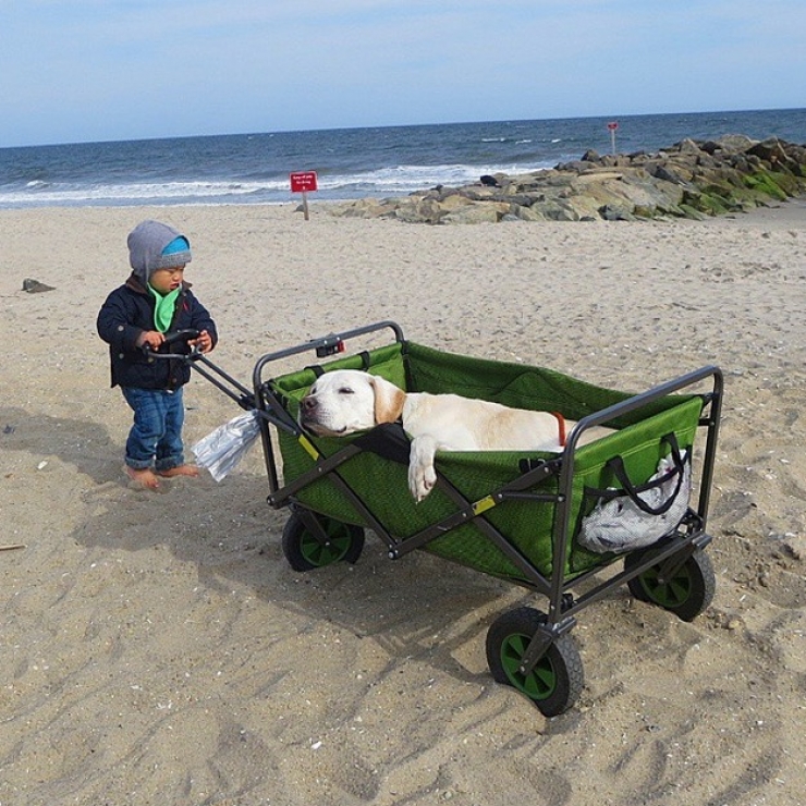 Illustration de l'article : Apprenant que son chien est en fin de vie, il d&eacute;cide de lui offrir un magnifique cadeau pendant 7 semaines...