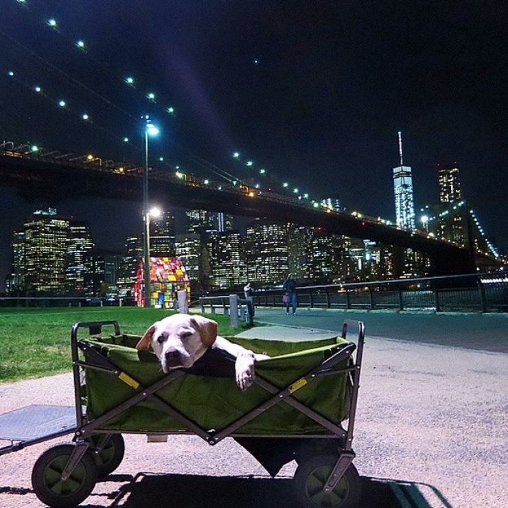 Illustration de l'article : Apprenant que son chien est en fin de vie, il d&eacute;cide de lui offrir un magnifique cadeau pendant 7 semaines...