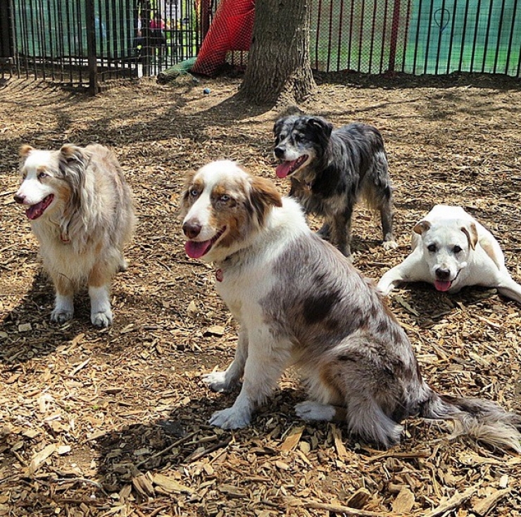 Illustration de l'article : Apprenant que son chien est en fin de vie, il d&eacute;cide de lui offrir un magnifique cadeau pendant 7 semaines...
