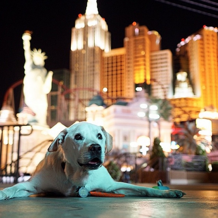 Illustration de l'article : Apprenant que son chien est en fin de vie, il d&eacute;cide de lui offrir un magnifique cadeau pendant 7 semaines...
