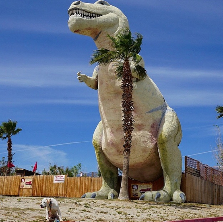 Illustration de l'article : Apprenant que son chien est en fin de vie, il d&eacute;cide de lui offrir un magnifique cadeau pendant 7 semaines...