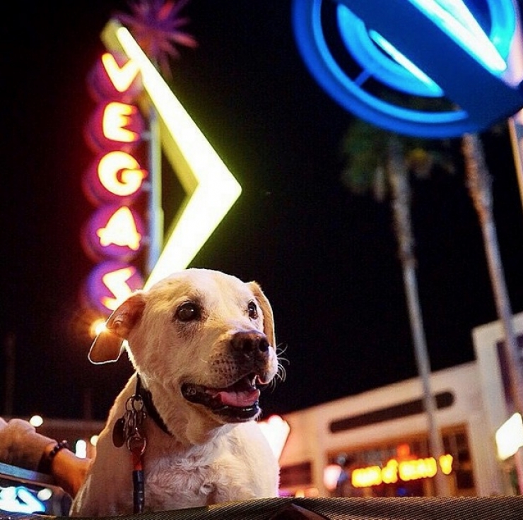 Illustration de l'article : Apprenant que son chien est en fin de vie, il d&eacute;cide de lui offrir un magnifique cadeau pendant 7 semaines...