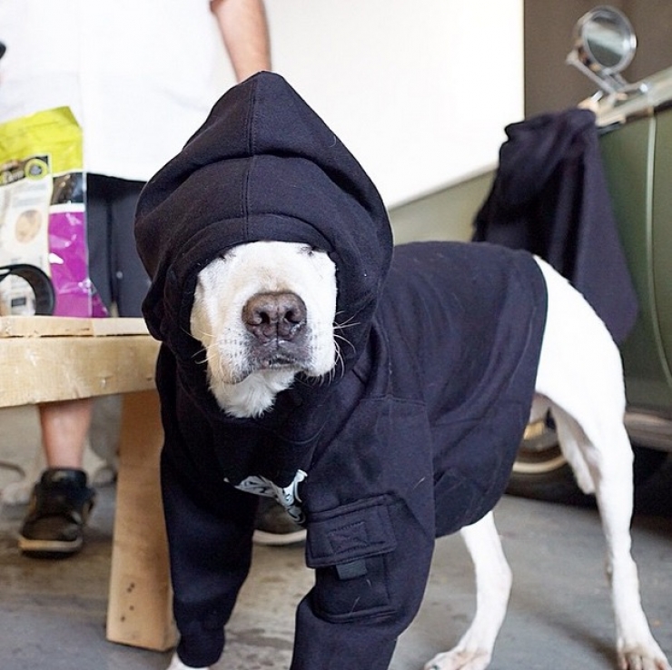 Illustration de l'article : Apprenant que son chien est en fin de vie, il d&eacute;cide de lui offrir un magnifique cadeau pendant 7 semaines...