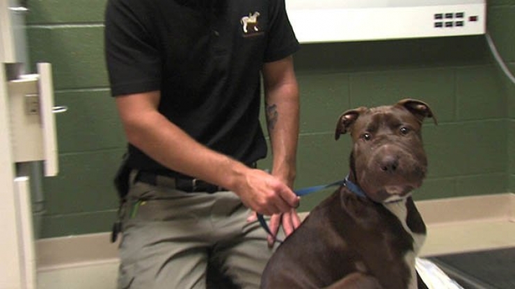 Illustration de l'article : Certains hommes sont de v&eacute;ritables pourritures avec les b&ecirc;tes