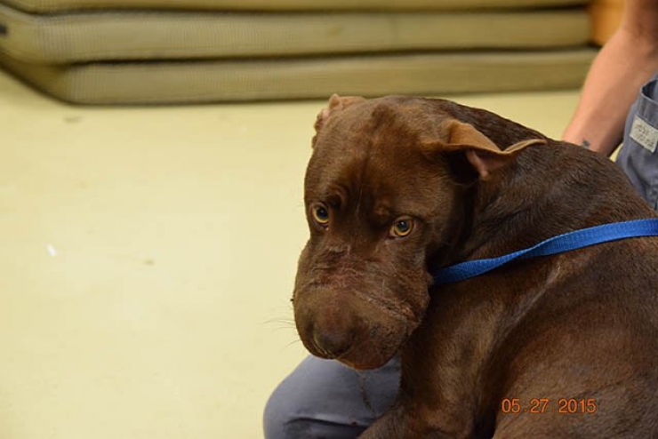 Illustration de l'article : Certains hommes sont de v&eacute;ritables pourritures avec les b&ecirc;tes