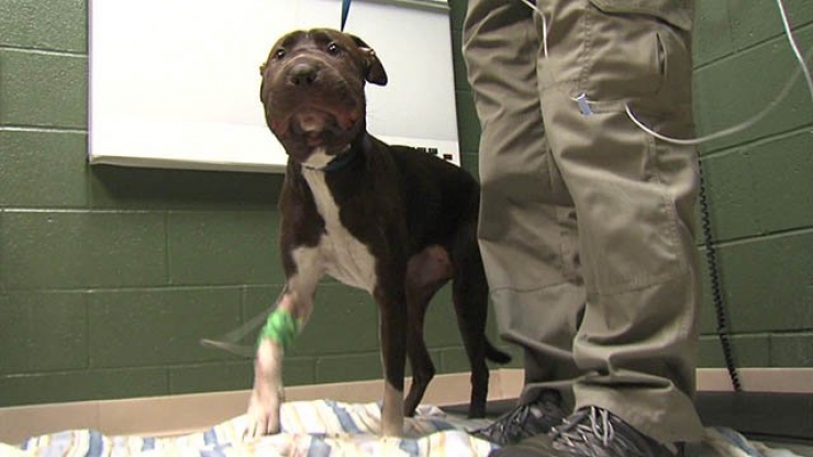 Illustration de l'article : Certains hommes sont de v&eacute;ritables pourritures avec les b&ecirc;tes