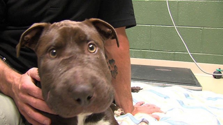 Illustration de l'article : Certains hommes sont de v&eacute;ritables pourritures avec les b&ecirc;tes