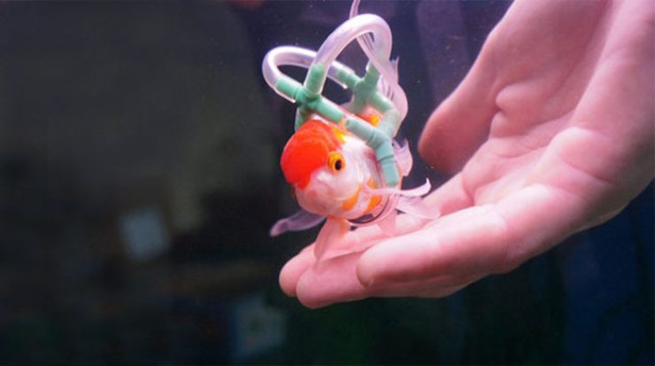 Illustration de l'article : Il fabrique une sorte de "chaise roulante aquatique" pour son poisson malade