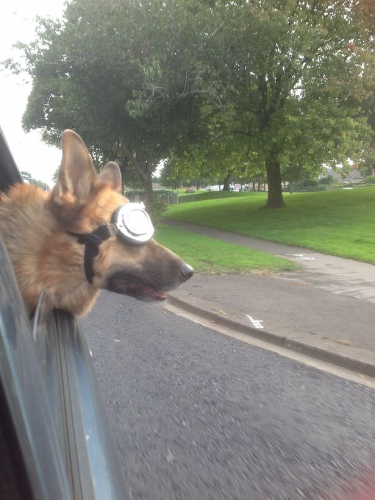Illustration de l'article : Pourquoi les chiens adorent passer la tête par la fenêtre en voiture ?