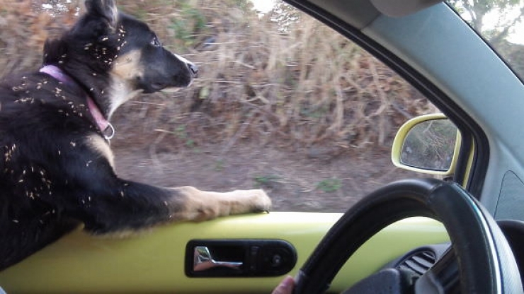 Illustration de l'article : Pourquoi les chiens adorent passer la tête par la fenêtre en voiture ?