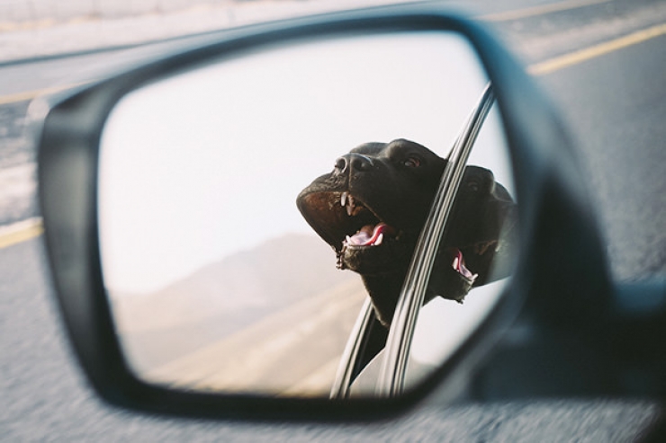 Illustration de l'article : Pourquoi les chiens adorent passer la tête par la fenêtre en voiture ?