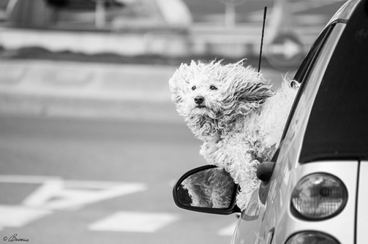 Illustration de l'article : Pourquoi les chiens adorent passer la tête par la fenêtre en voiture ?