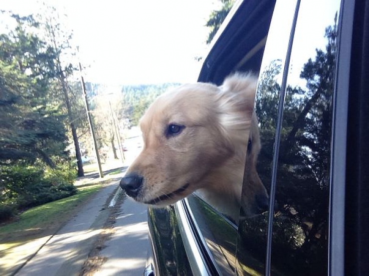 Illustration de l'article : Pourquoi les chiens adorent passer la tête par la fenêtre en voiture ?