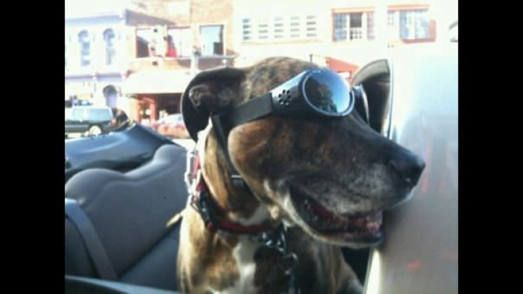 Illustration de l'article : Pourquoi les chiens adorent passer la tête par la fenêtre en voiture ?