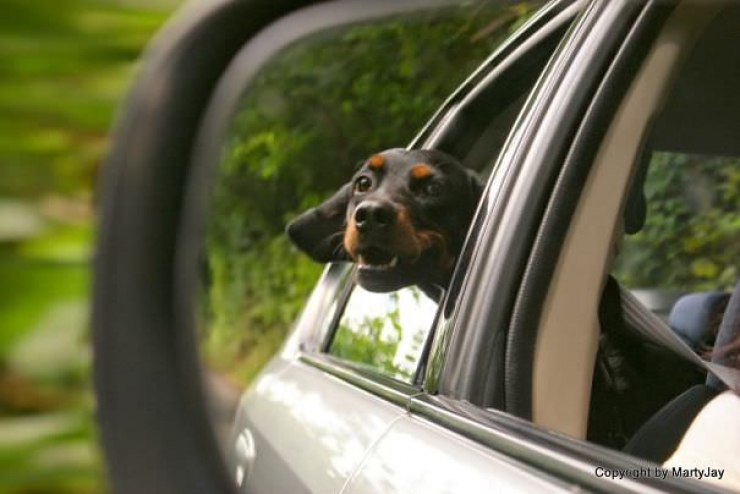 Illustration de l'article : Pourquoi les chiens adorent passer la tête par la fenêtre en voiture ?