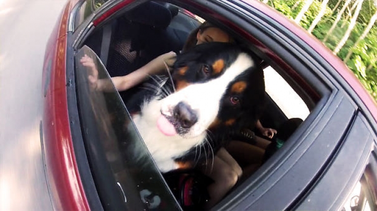 Illustration de l'article : Pourquoi les chiens adorent passer la tête par la fenêtre en voiture ?