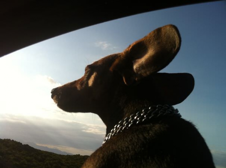 Illustration de l'article : Pourquoi les chiens adorent passer la tête par la fenêtre en voiture ?