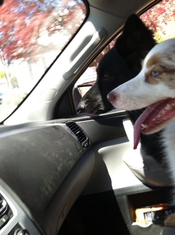 Illustration de l'article : Pourquoi les chiens adorent passer la tête par la fenêtre en voiture ?