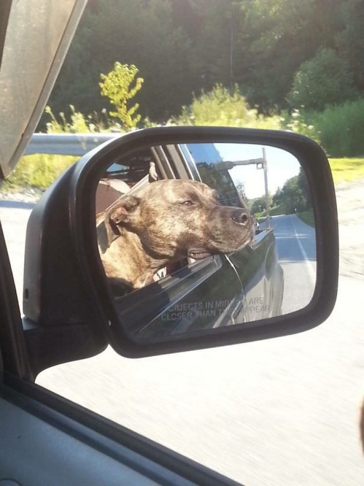 Illustration de l'article : Pourquoi les chiens adorent passer la tête par la fenêtre en voiture ?