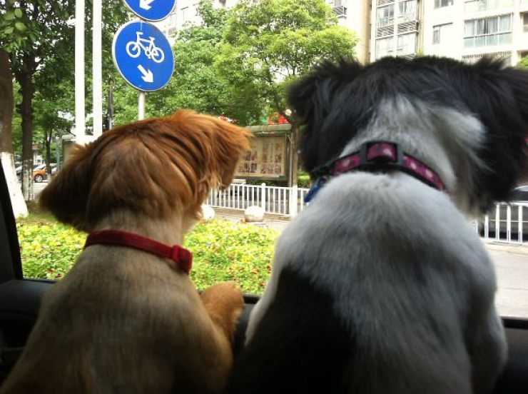 Illustration de l'article : Pourquoi les chiens adorent passer la tête par la fenêtre en voiture ?