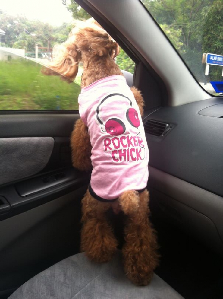 Illustration de l'article : Pourquoi les chiens adorent passer la tête par la fenêtre en voiture ?