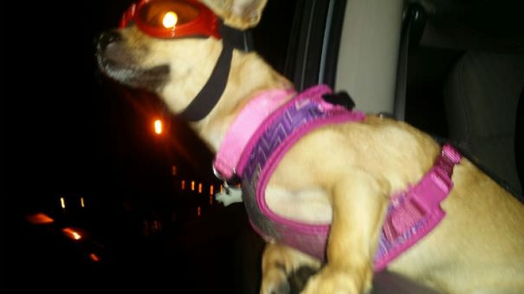 Illustration de l'article : Pourquoi les chiens adorent passer la tête par la fenêtre en voiture ?