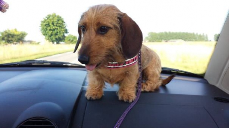 Illustration de l'article : Pourquoi les chiens adorent passer la tête par la fenêtre en voiture ?