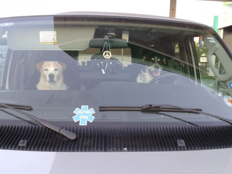 Illustration de l'article : Pourquoi les chiens adorent passer la tête par la fenêtre en voiture ?