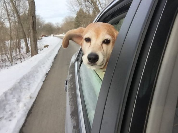 Illustration de l'article : Pourquoi les chiens adorent passer la tête par la fenêtre en voiture ?