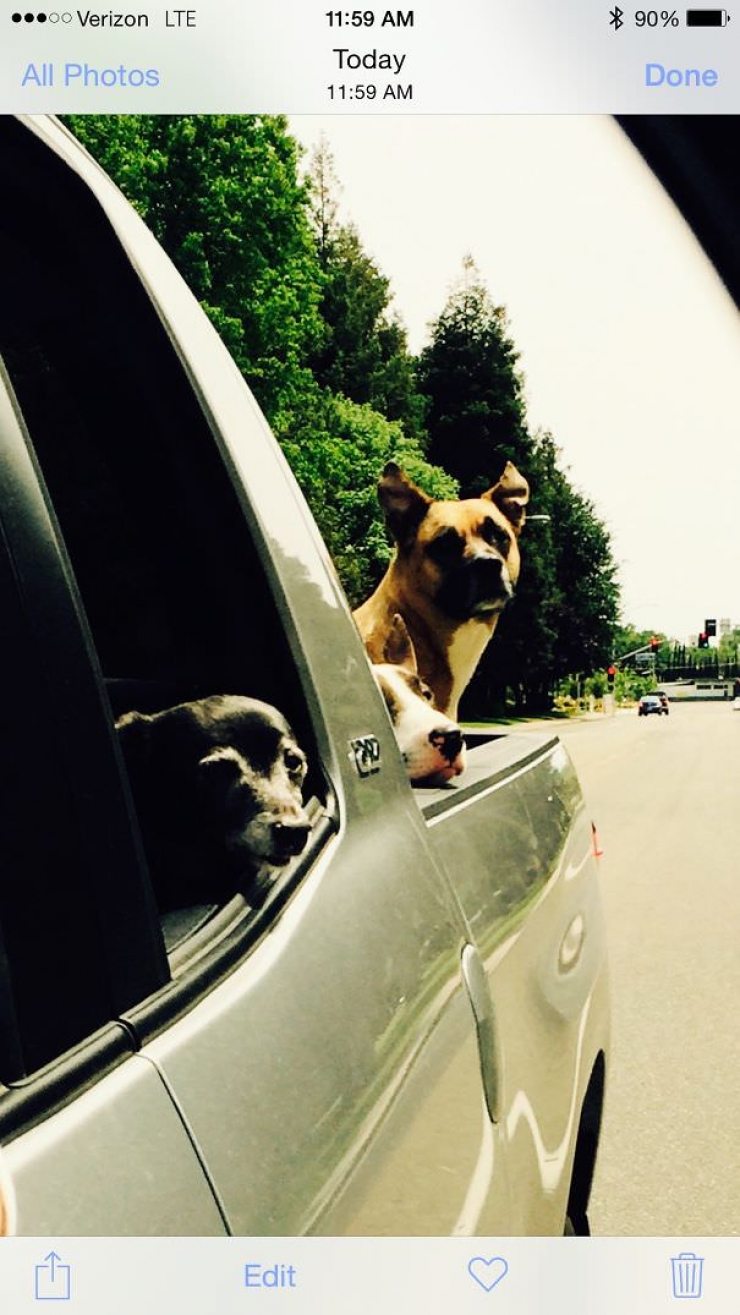 Illustration de l'article : Pourquoi les chiens adorent passer la tête par la fenêtre en voiture ?