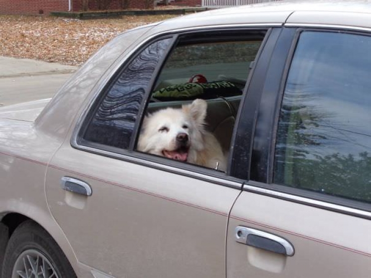 Illustration de l'article : Pourquoi les chiens adorent passer la tête par la fenêtre en voiture ?